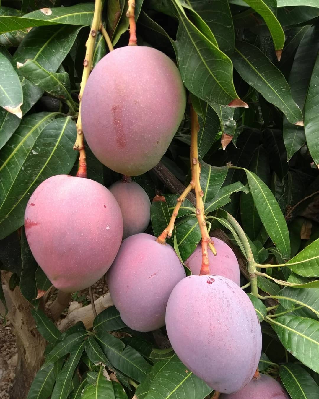 " Tommy Atkins Mango " Hybrid 1 Healthy Live Plant (Grafted Plant, 2-3 Feet Height) CF_1048