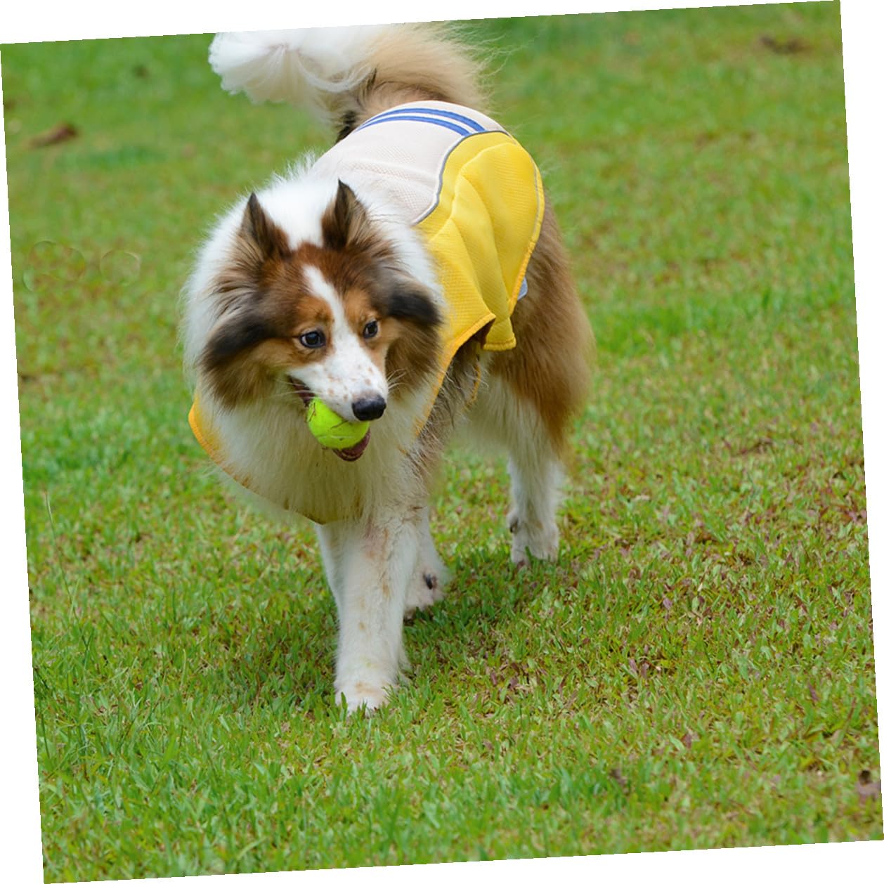 Abaodam Gilet Rafraîchissant Jaune Pratique pour Chien en Polyester Prévention Coup de Chaleur Sorties et Fêtes du Week-End