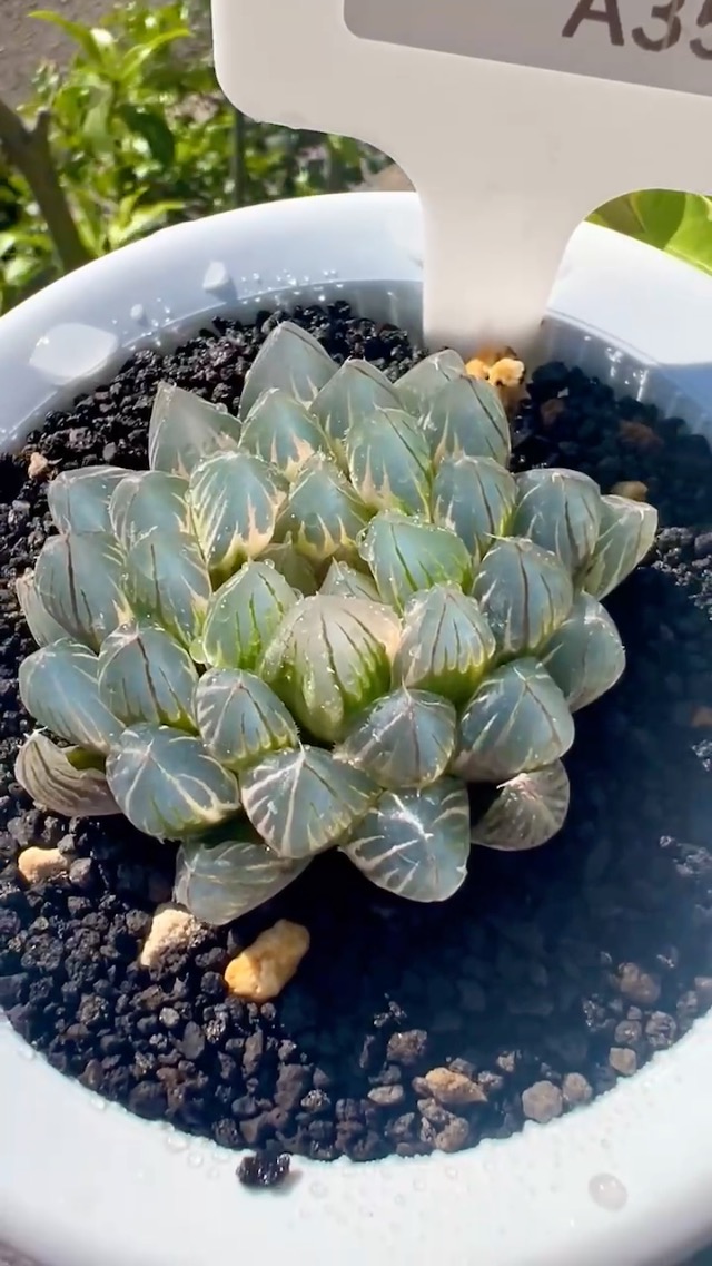 Amazon｜多肉植物 観葉植物 ハオルチア ハオルシア ブラックオブツーサ