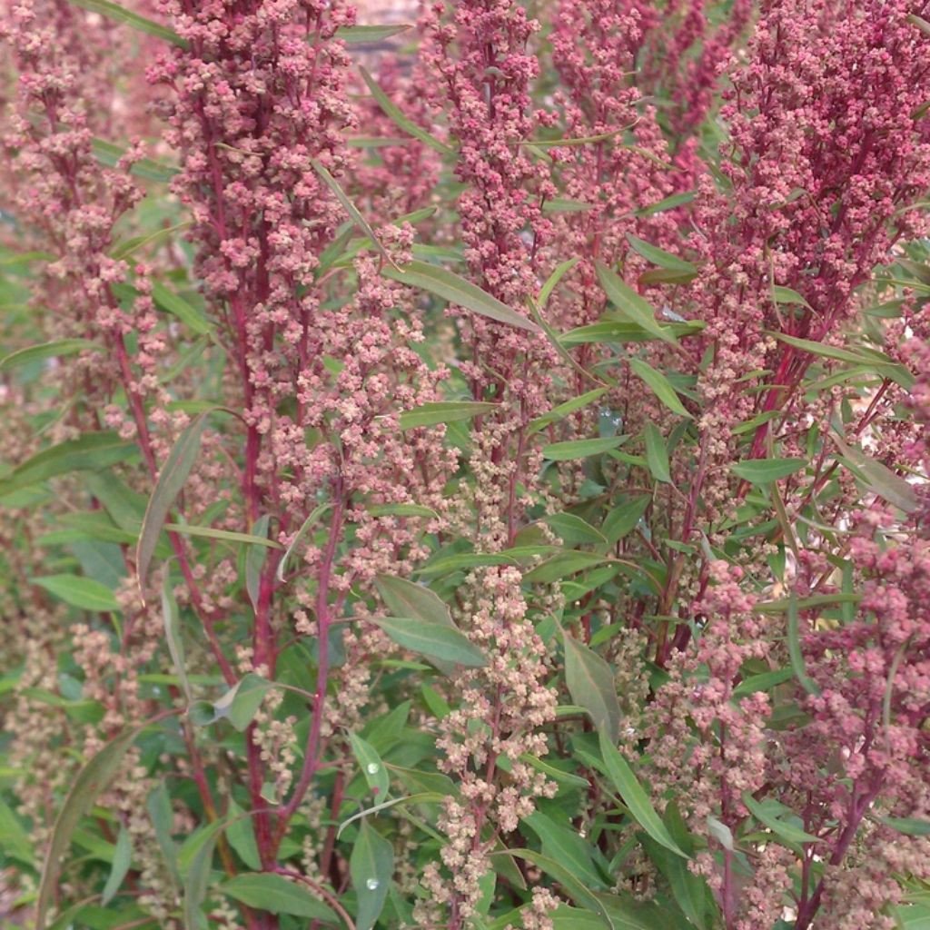 Palm Beach Medicinal Herbs - Red Aztec Spinach (Chenopodium berlandieri) - Packet of 50 Seeds
