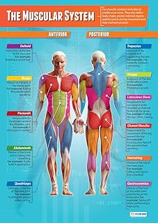 Daydream Education The Muscular System | PE Posters | Laminated Gloss Paper measuring 850mm x 594mm (A1) | Physical Education Charts for the Classroom | Education Charts