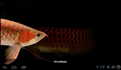 Real Arowana Live Wallpaper Amazon Com Appstore For Android
