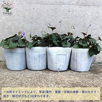 Amazon.co.jp: 黒葉ビオラ ラブラドリカ 10.5cmポット 2個セット