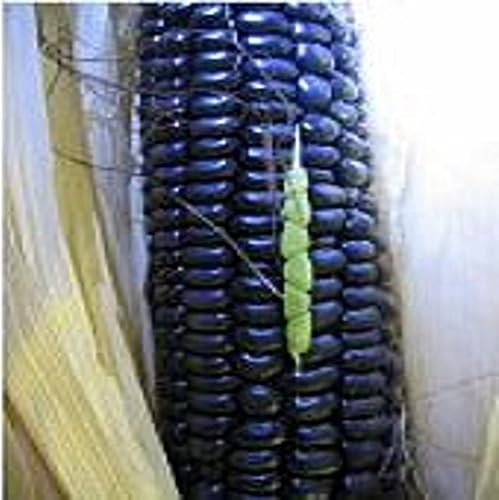 Semillas de maíz azul (más de 20 semillas)  Sin OGM  Semillas de flores de hierbas y frutas vegetales para plantar  Paquete de invernadero de jardín