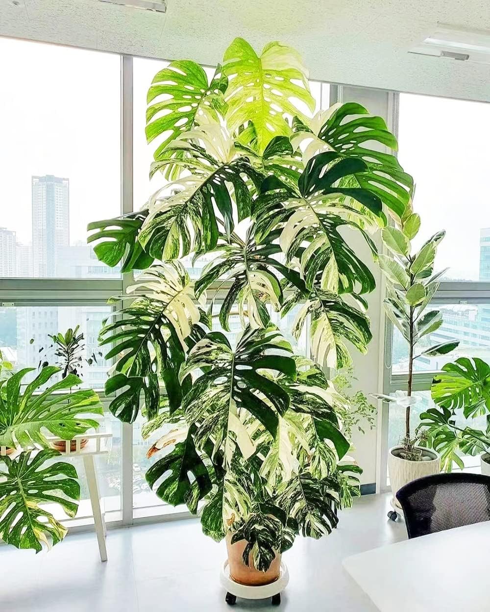 20 Stück Winterhart Mehrjährig Zimmerpflanze Exotisch Geldbaum Samen 20  Stück – Winterharte Zimmerpflanze, Mehrjährig, Für Topf Und Garten Seltene  Gartenpflanzen, image size:1000x1248