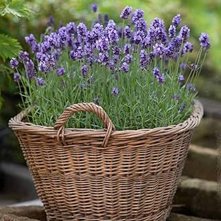 200PCS Carino Semi di lavanda perenne Giardino Outdoor Alto tasso di germinazione Facile sopravvivere Fiori di cimelio Giardinaggio Fioriere Bouquet di fiori preferiti Materiali Spezie rare