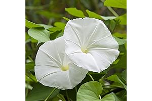 Moon Flower Vine Seeds: Cultivate a Breathtaking Nocturnal Garden