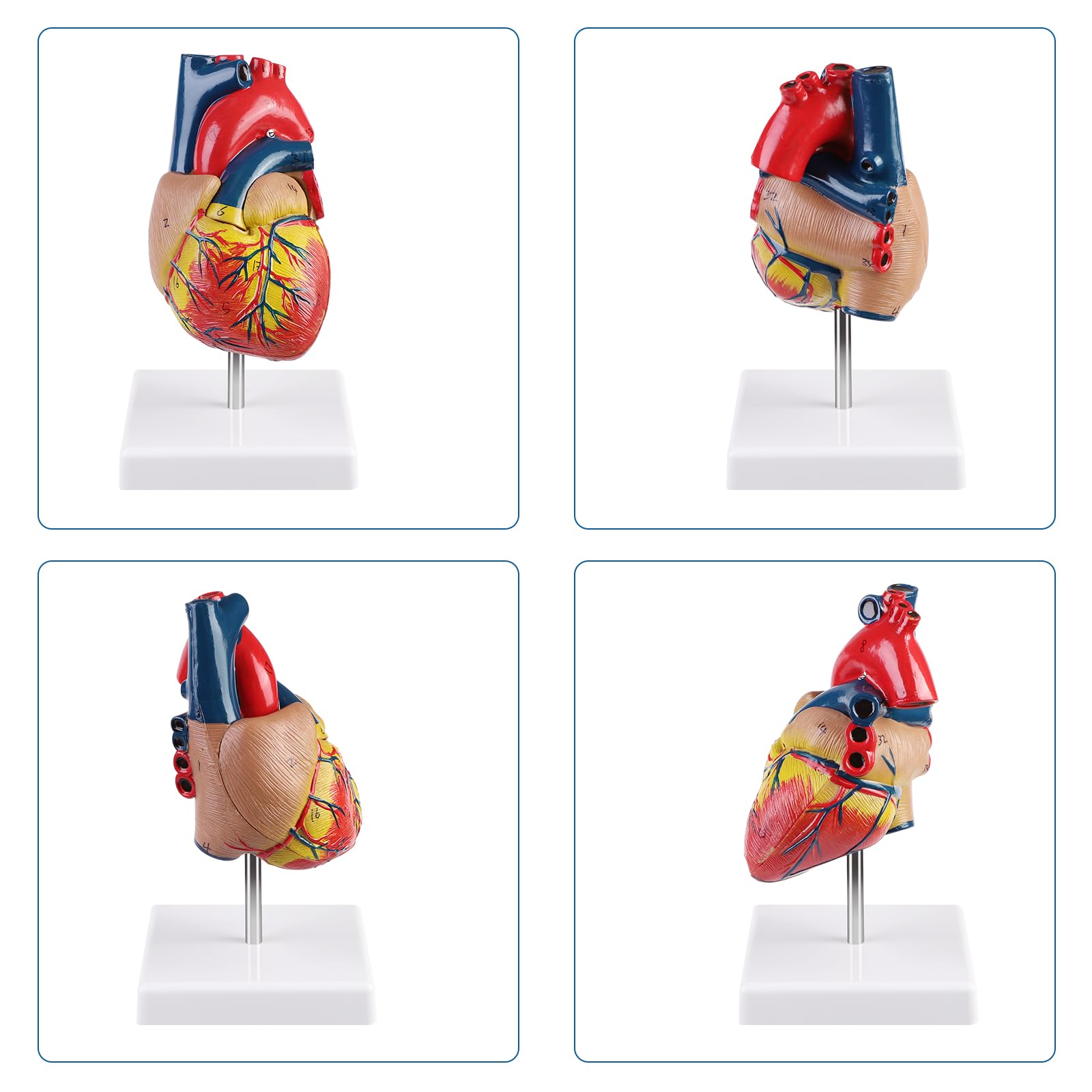 ERWEY Model ludzkiego serca do anatomii, replika 1:1 modelu serca naturalnej wielkości, z 34 oznaczeniami anatomicznymi i podstawą z PVC
