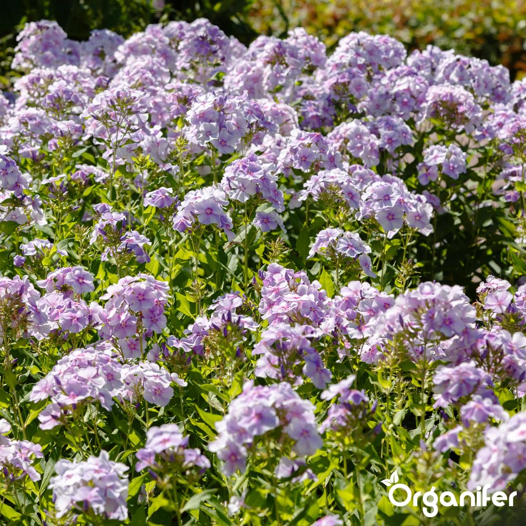Flssigdnger Fr Phlox 1L  Organischer Dnger Fr ppige Blten Und  Gesundes Wachstum  Frdert Wurzeln Und Widerstandskraft  Organifer :  Amazon.de: Garten