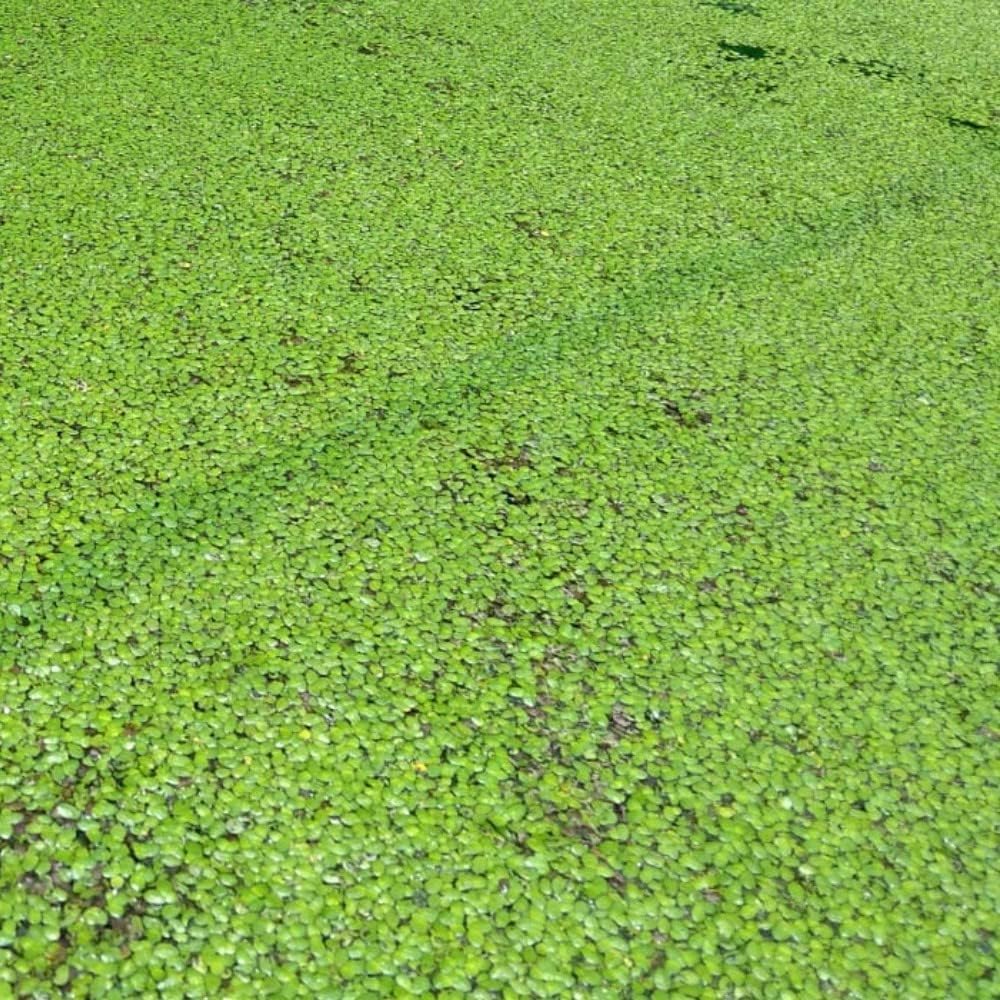 Mixed Water Plants – Live Floating Aquatic Plants for Aquarium, Pond & Fish Tank | Includes Water Lettuce, Duckweed & Water Moss | 50gm Natural Filtration & Oxygen Boost 1