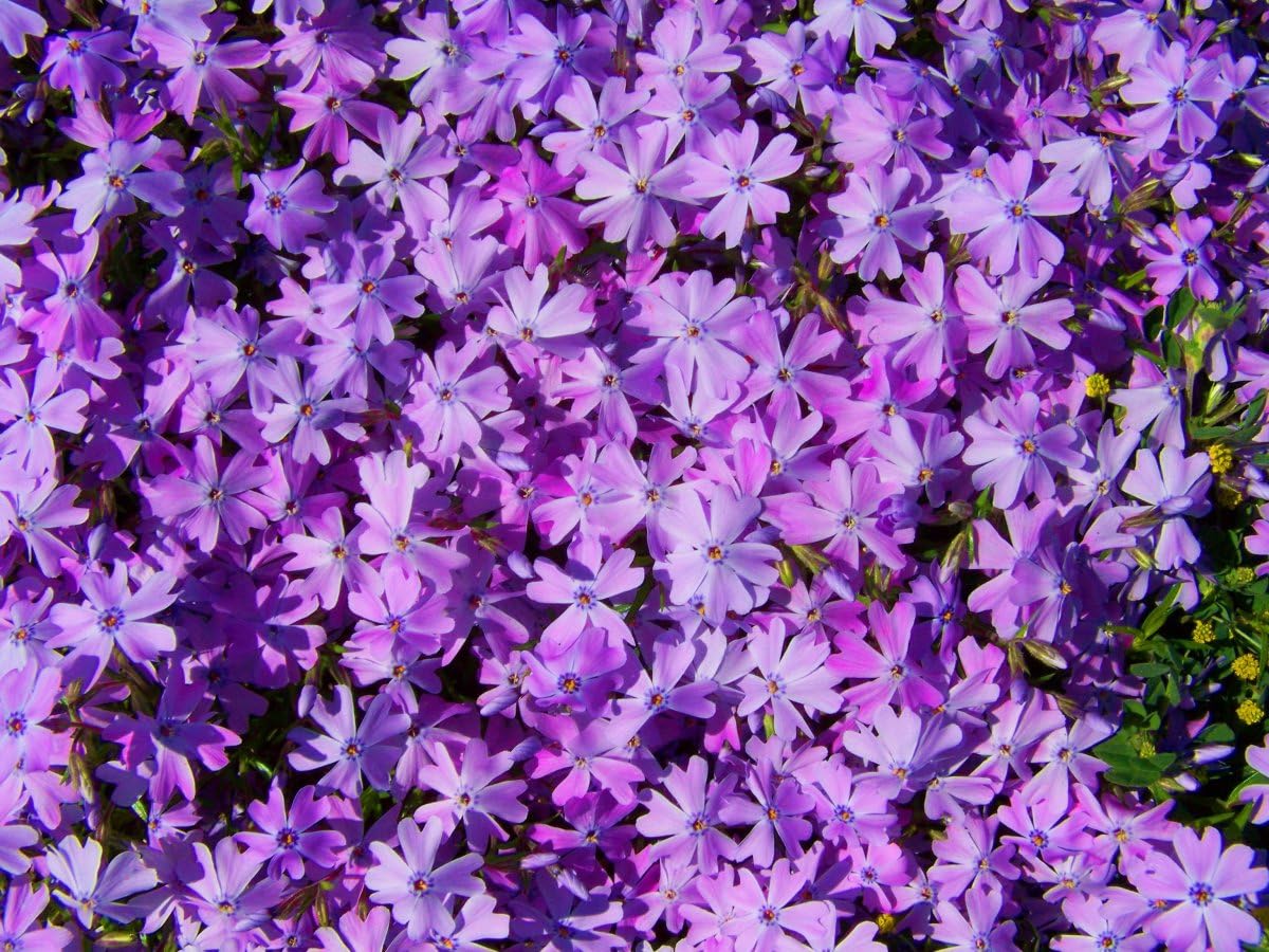 Pilestone Creeping Moss Phlox