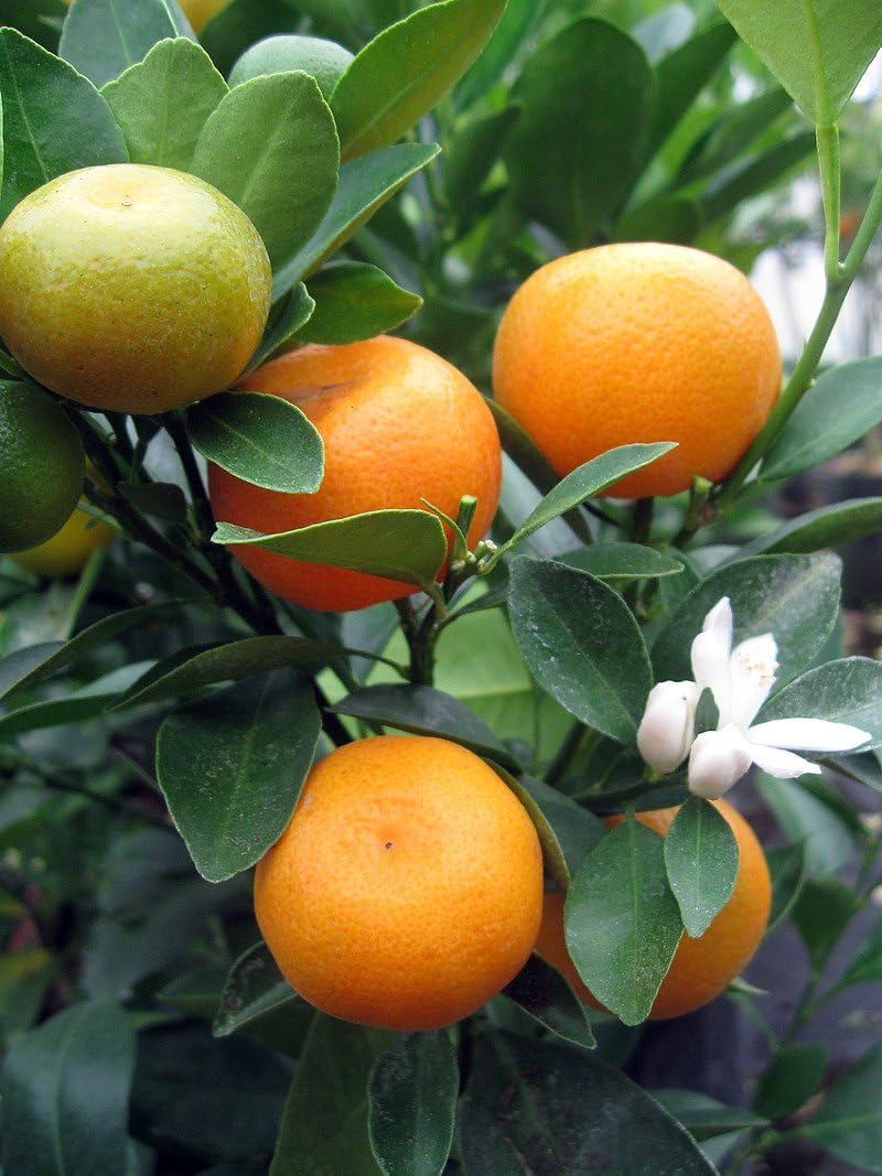 Panama Orange Tree - Calamondin- 5" Pot- No Ship to CA,FL,TX, AZ,LA