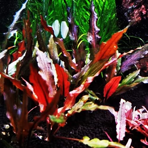 Miniatura 5 de Cryptocoryne Wendtii - Maceta con raíces "rojas" de agua dulce para acuario