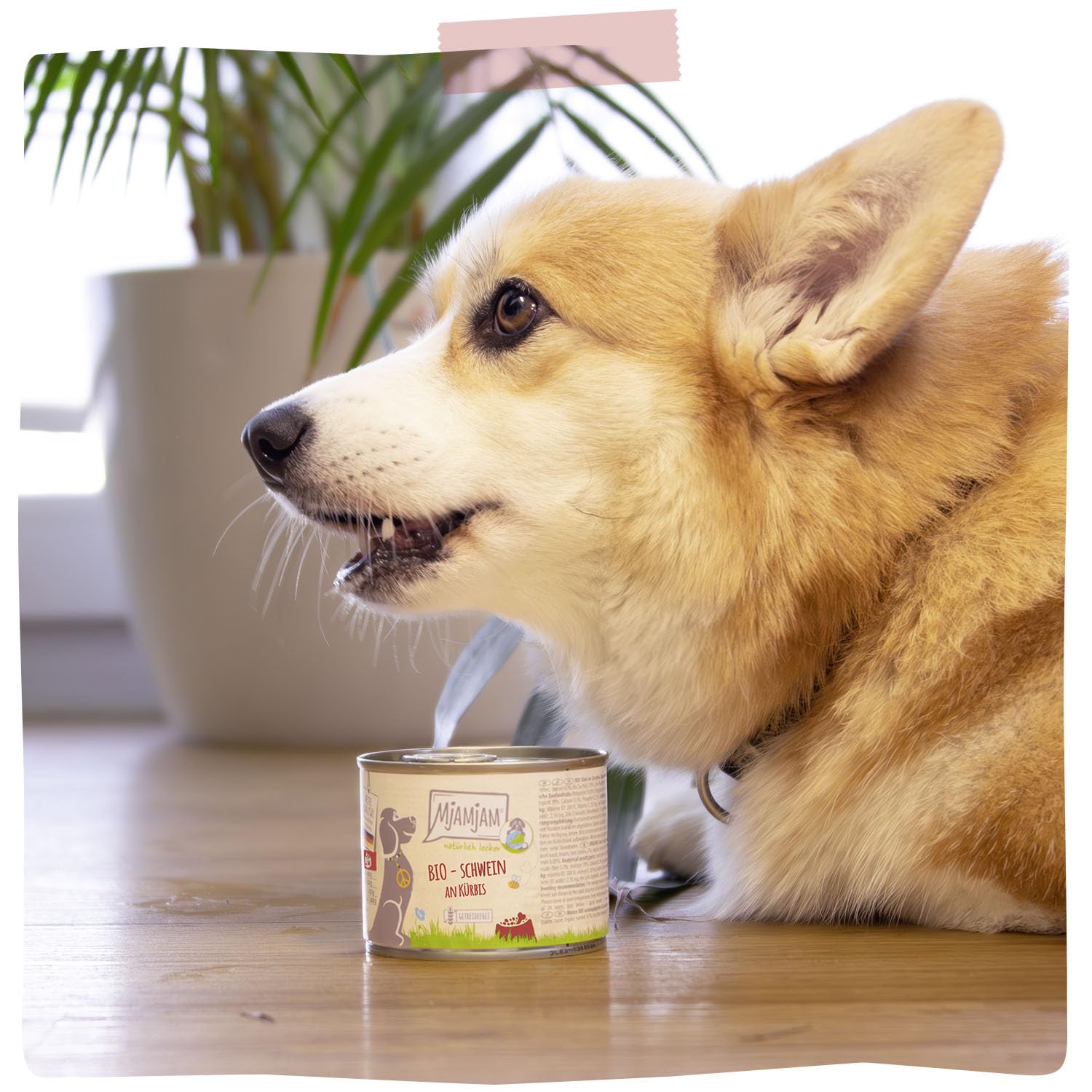 MjAMjAM - Comida húmeda Premium para Perros - naturalmente Deliciosa - Bio Cerdo con Calabaza, Pack de 6 (6 x 200g), sin Cereales con Extra de Carne