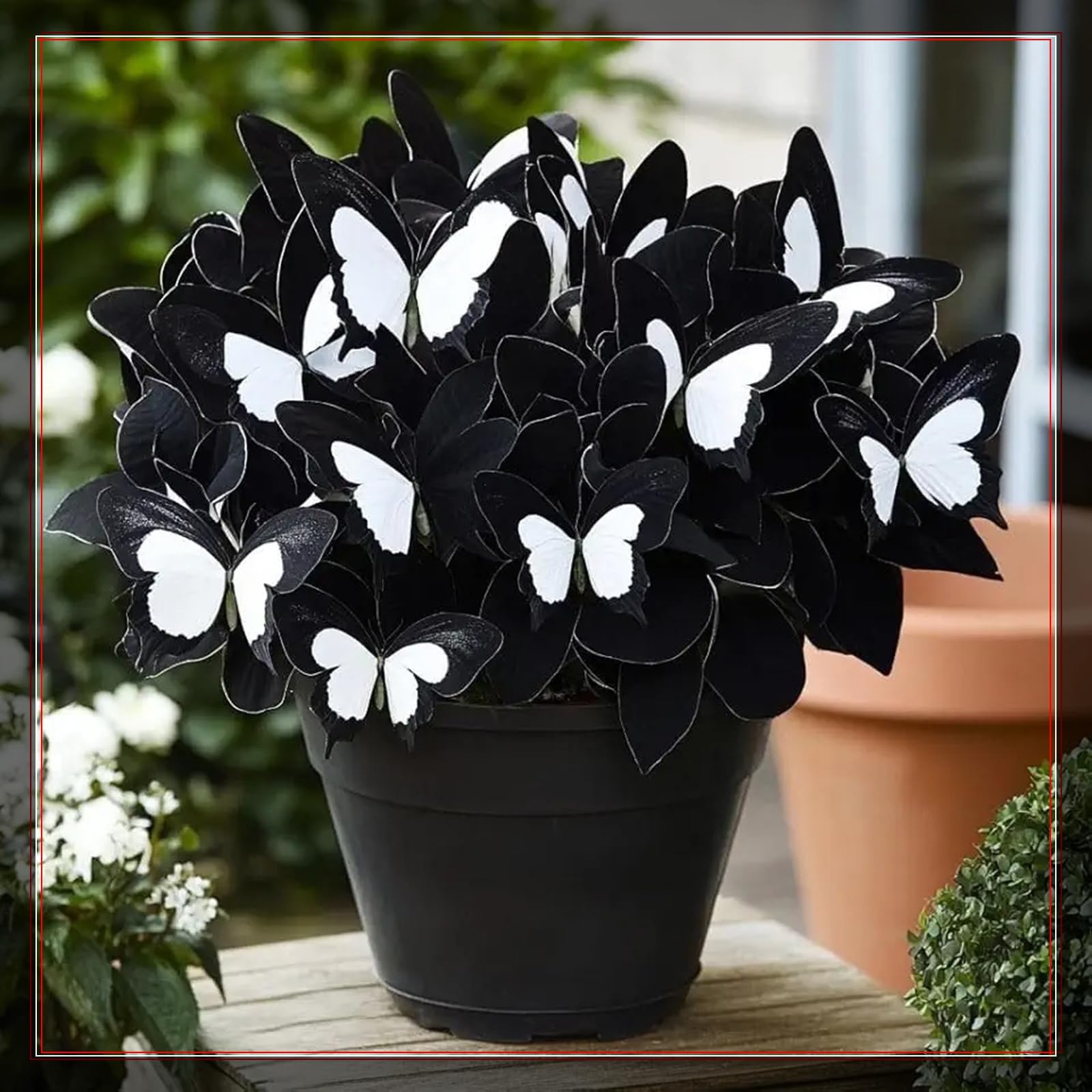 Perennial/Rare Butterfly Hosta Bulbs/Mix for Planting Now UK/Potted Viewing/Excellent Display/Strong Plants that Grow Well/Hostas rhizomes-8 Bulbs-E
