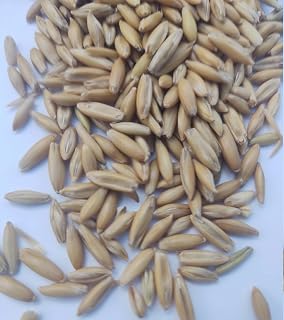 Oats 1 OZ for No-Till Garden, Green Manure, Ground Cover, Nitrogen Fixation