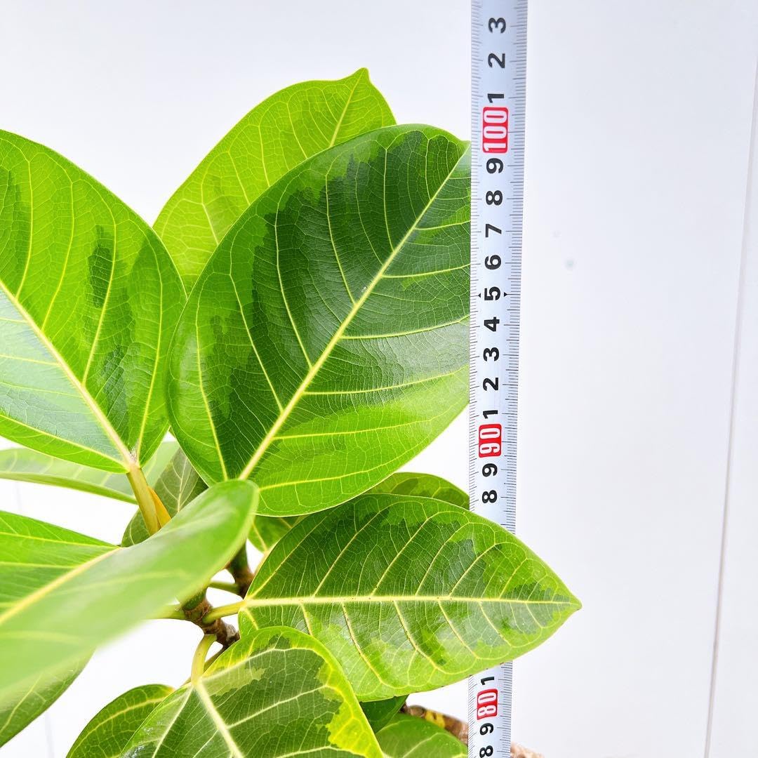 フィカス ゴムの木 アルテシマ 曲がり 3番 インテリアグリーン 観葉