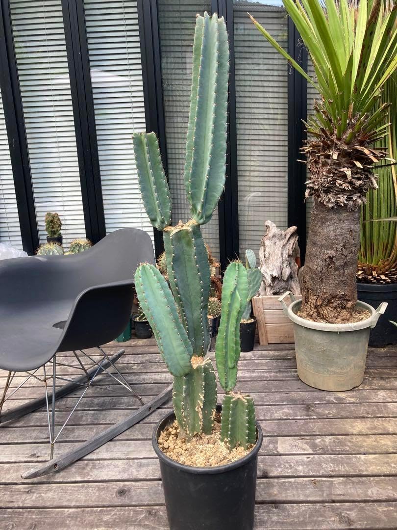 耐寒性ダシリリオン　ロンギシマム大株◇ドライガーデン多肉サボテン　アガベ ユッカ タイ直輸入 フラワー・ガーデニング 耐寒性ダシリリオン