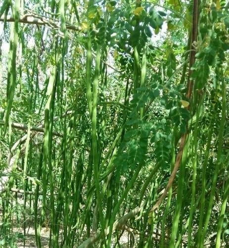 Sahjan seeds || 40 Seeds (B0CZP6W6JD) Amazon Price History, Amazon Price Tracker