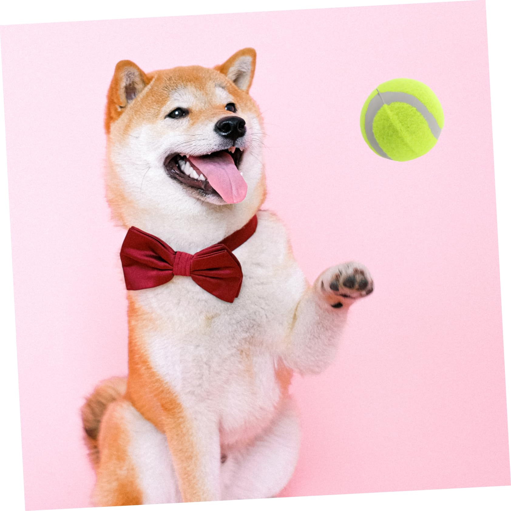22stücke Teiliges Tennisbällen Für Hunde Bouncy Bälle Interaktive Trainings Und Spielbälle Für Kleine Mittelgroße Und Große Hunde Langlebige Kaubälle