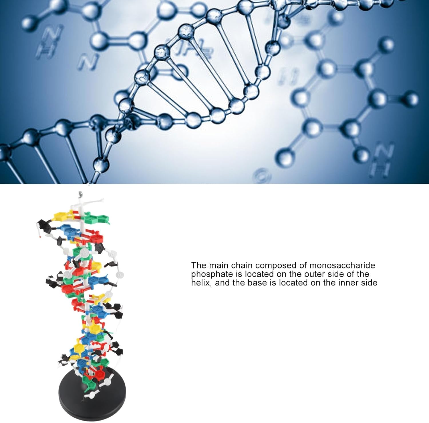 banapoy 3D DNA Model, Educational DNA Structure Double Molecular DeoxyriboNucleic Model, Biological Science Popularization Teaching for School Lab