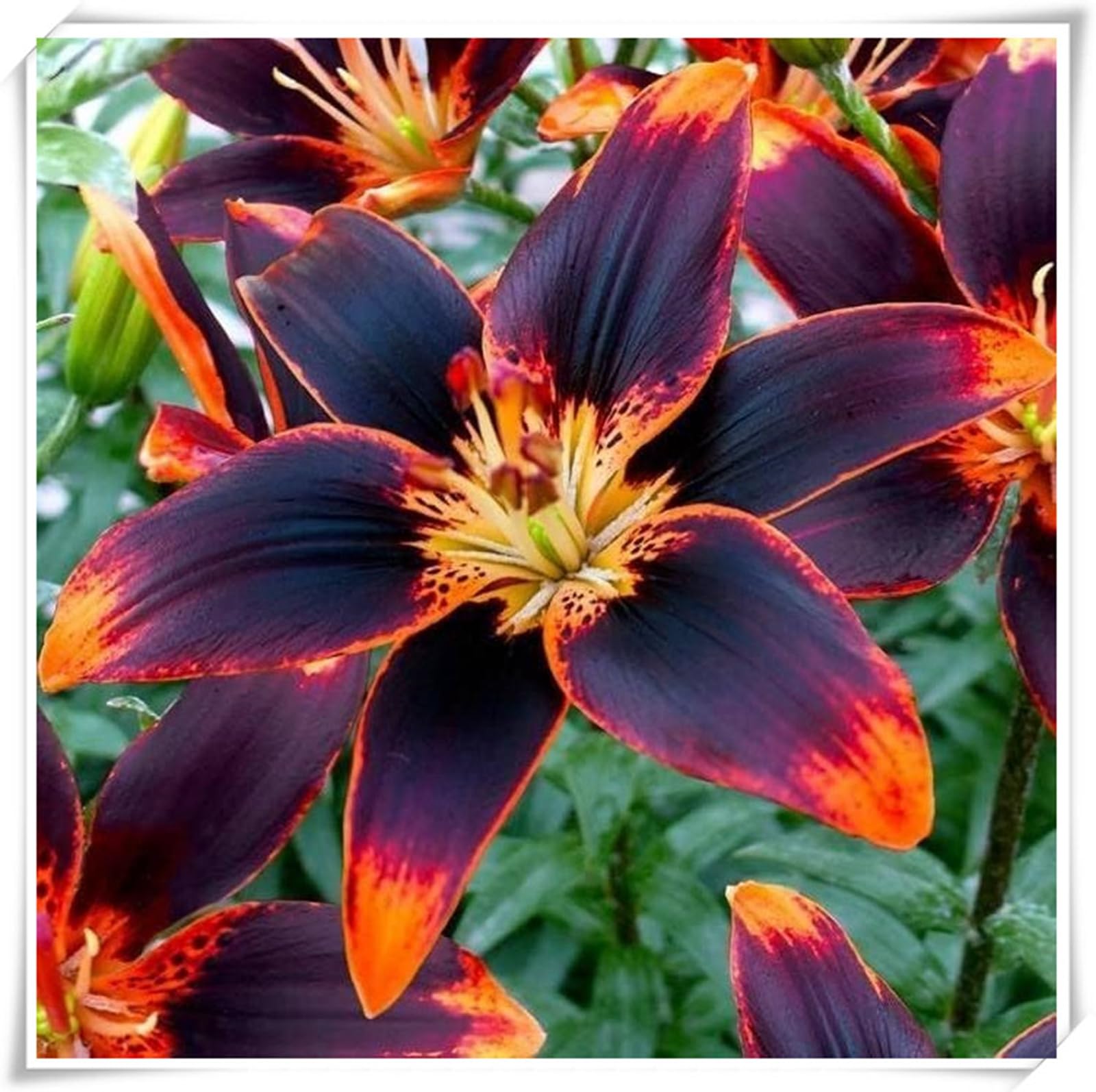Exquisites Lilien-Exklusive Geschenke-Hochwertige Dekoration-Kunst Design-Lily-10 Zwiebeln-B