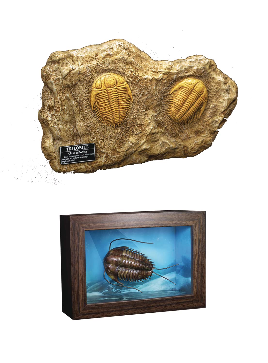 Amazon.co.jp: 先史時代の生き物:三葉虫ミニチュアフレームと化石