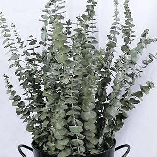 16 Pcs Dried Eucalyptus Plant Stems for Shower, 17 inch Real Fresh Eucalyptus Branches, 100% Natural Eucalyptus Leaves, Dr...