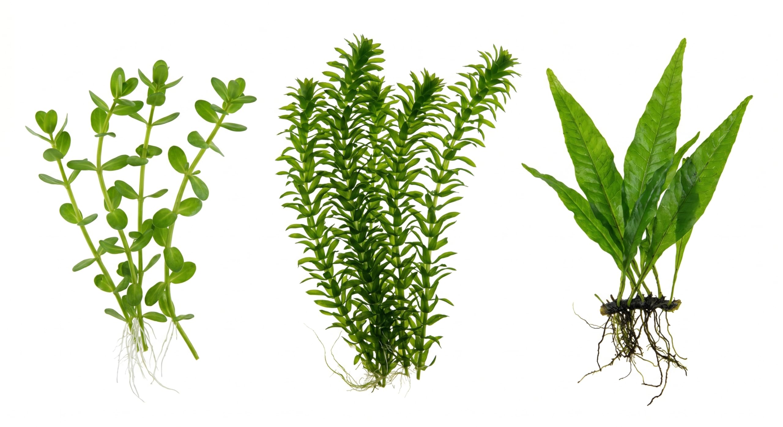Set 3 Piante Vere Acquario: Bacopa, Elodea Densa, Microsorium Pteropus - Kit Piante Vive per Pesci d'Acqua Dolce, Facili da Coltivare e Ideali per Principianti in Ogni Acquario