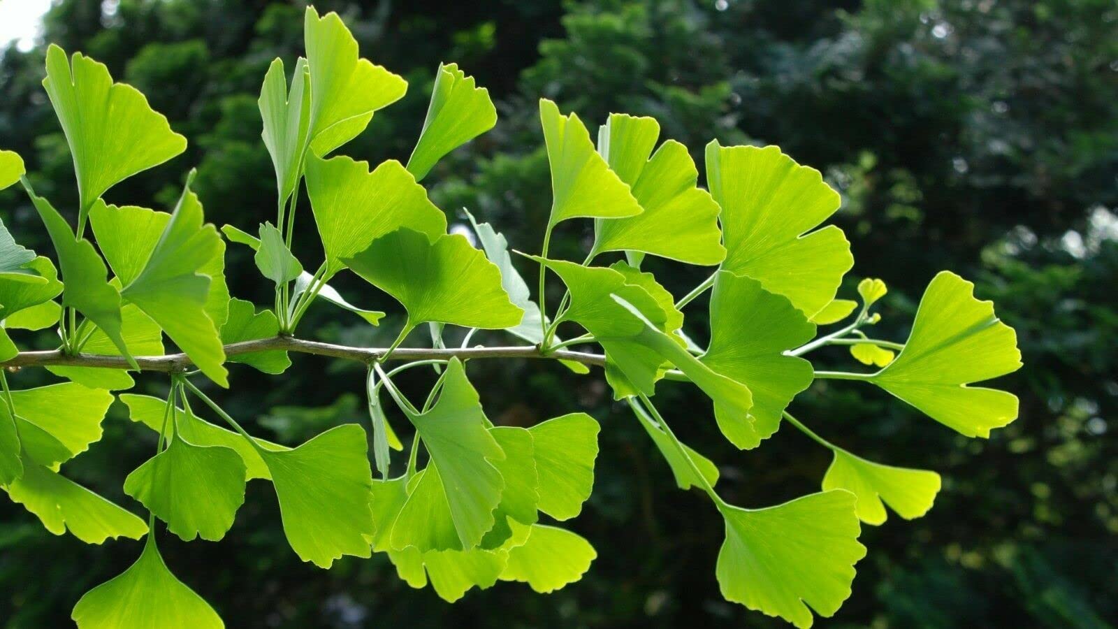3 piante di Ginkgo biloba in vaso 9x9 cm h. 40/60 cm, alberi veri - Vivaio di Castelletto