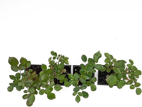 Miniatura 9 de 4 rosas 'Flower Carpet Red', plantas vivas - Rosa x 'Noare' - Rosa resistente para cubrir el suelo en cubos de vivero de 2.5 pulgadas - Prolífico