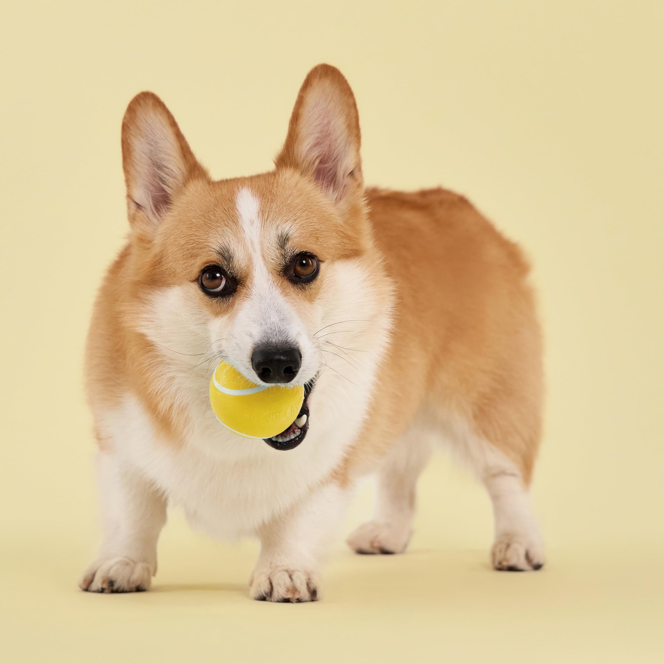 Playology Quietschender Kauball für Hunde, ansprechendes, natürliches Huhnduft, Hundespielzeug für mittelgroße Hunde bis zu 22,7 kg, Vorteilspackung, Quietschen, Hüpfen, Apportieren und Spielen