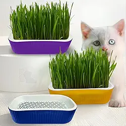 Kit Plante Grama Graminha Para Gatos Digestão Bola De Pelos (Verde)