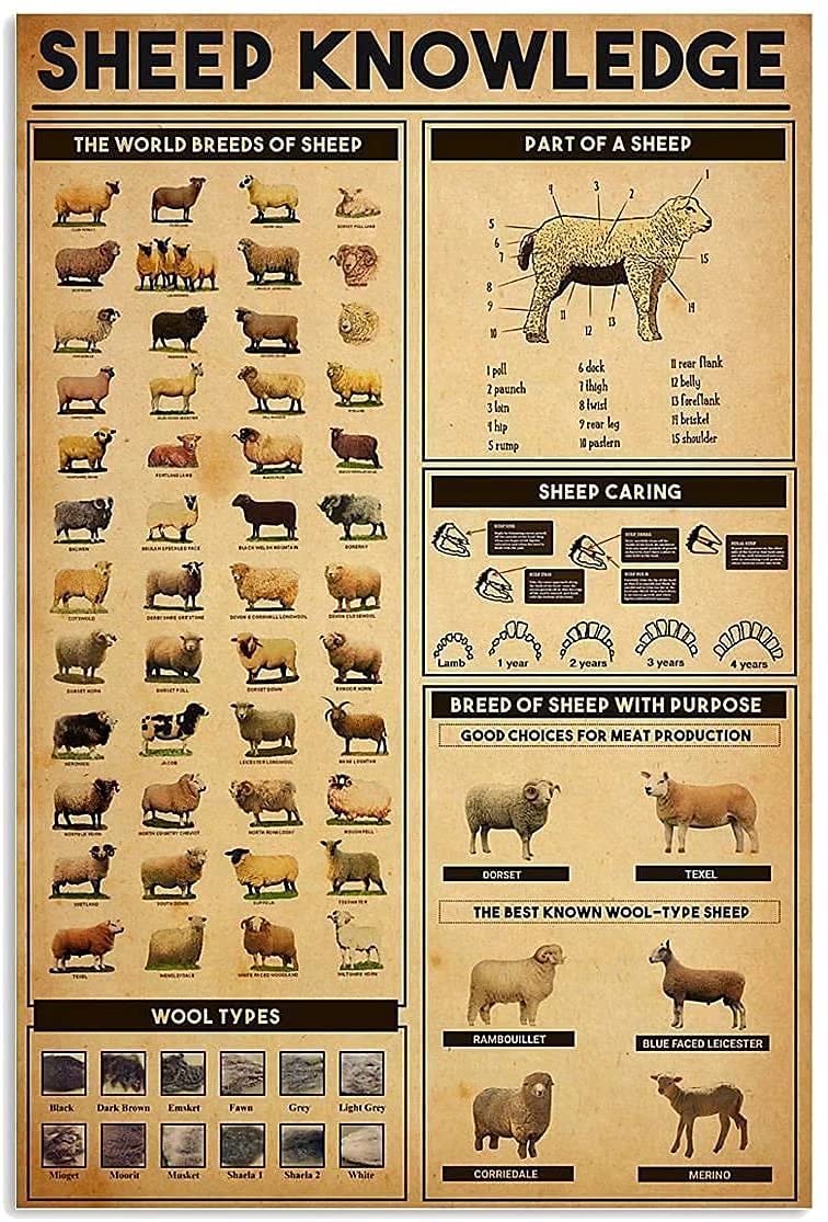 Metal Tin Sign Sheep Knowledge Metal Sign,Fun Bathroom Bar Vintage Metal Tin Signs Man Cave Decor Cafe Farmhouse Wall Decoration Art 12X16 Inches