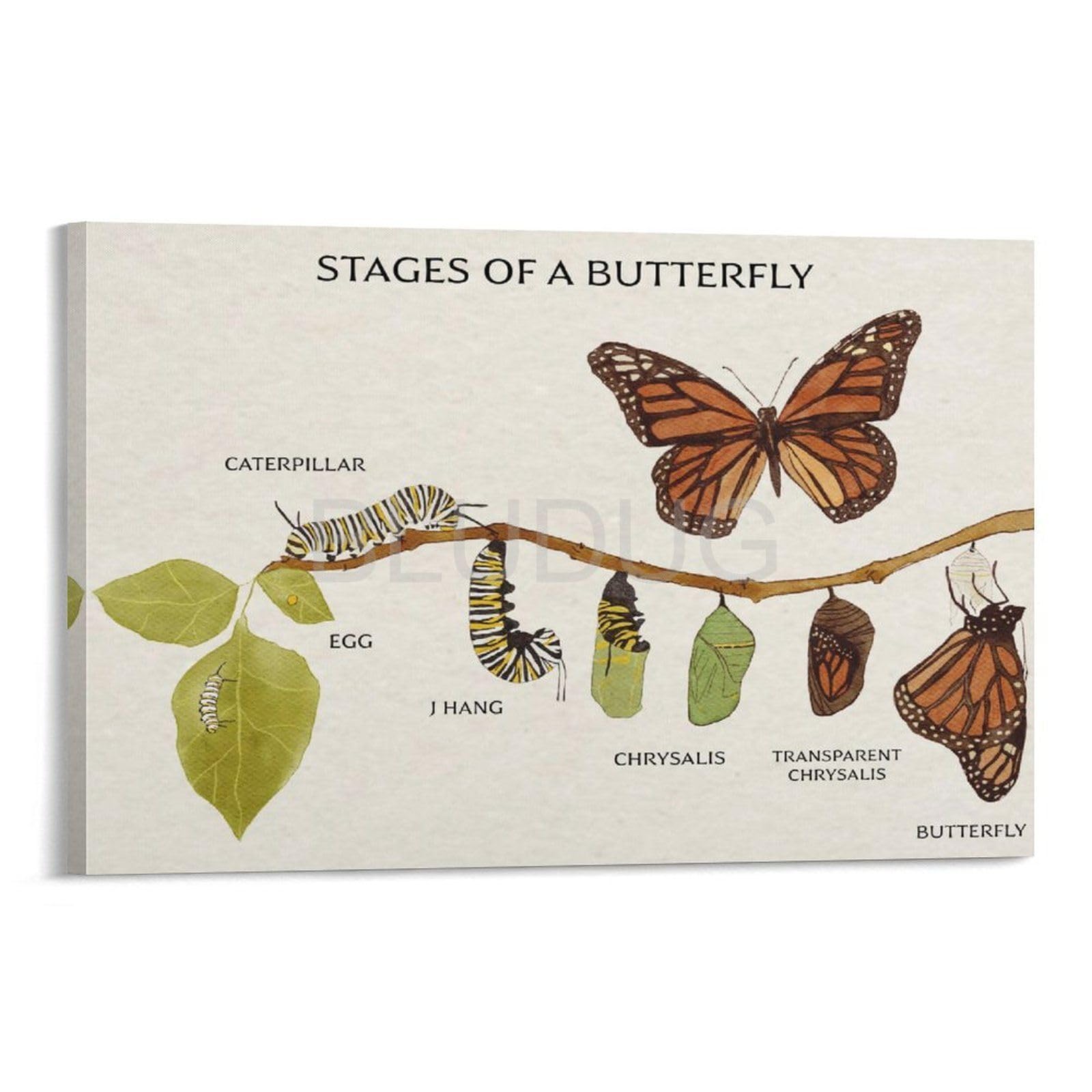 Mayfly Life Cycle Poster