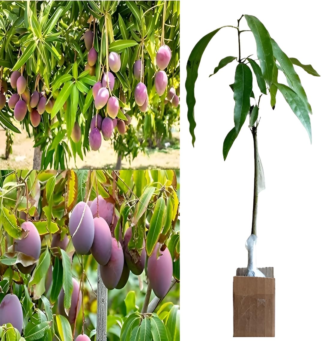 Original Purple JAPANESE MIYAZAKI MANGO (Tayo Ta Tomago) Grafted Hybrid Super Healthy|All India Weather Suitable| Live Plant,Pack of 1 Home Garden Plants Tree (B0D11WCW4S) Amazon Price History, Amazon Price Tracker