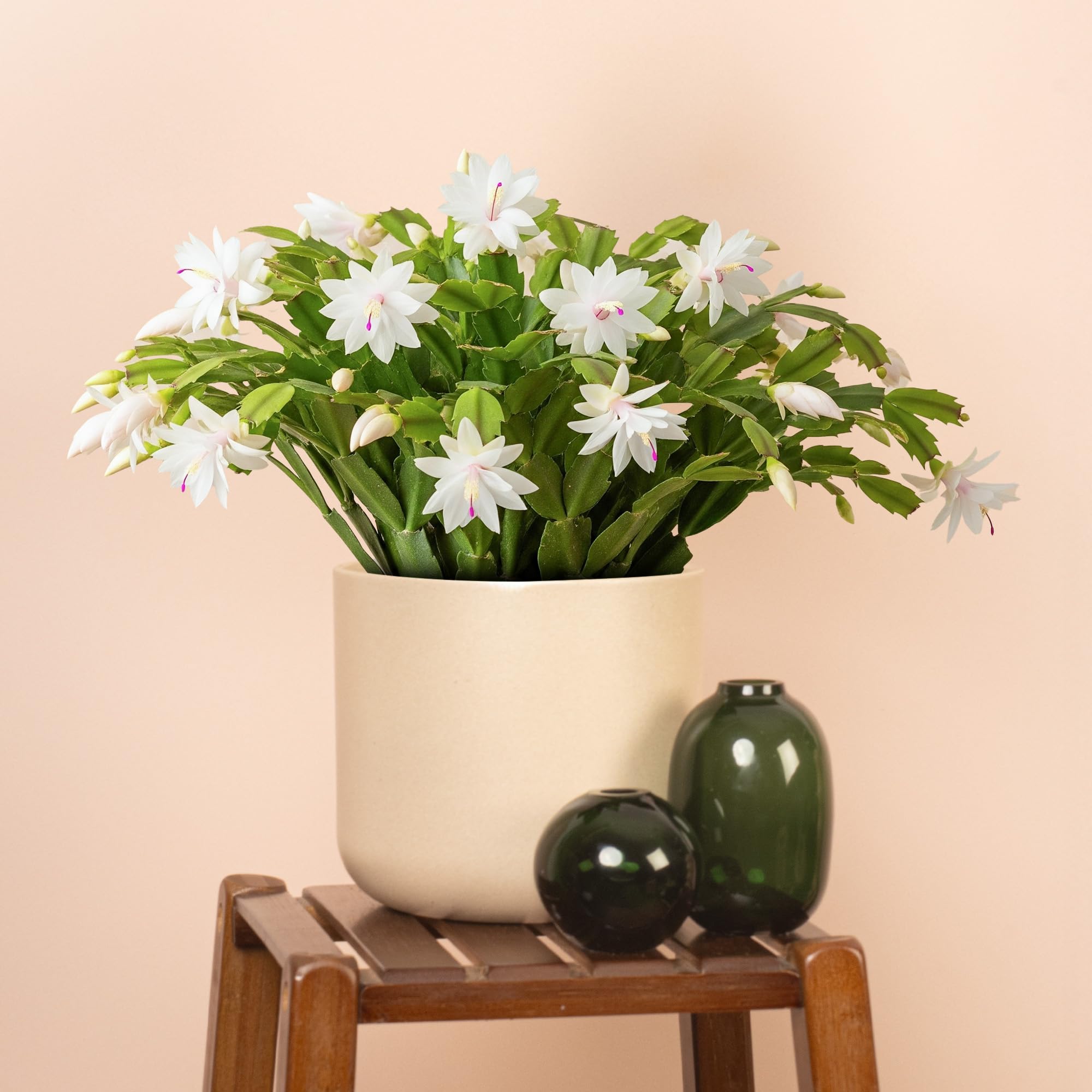 Christmas Cactus, Schlumbergera White House Plant - Winter Flowering Plants