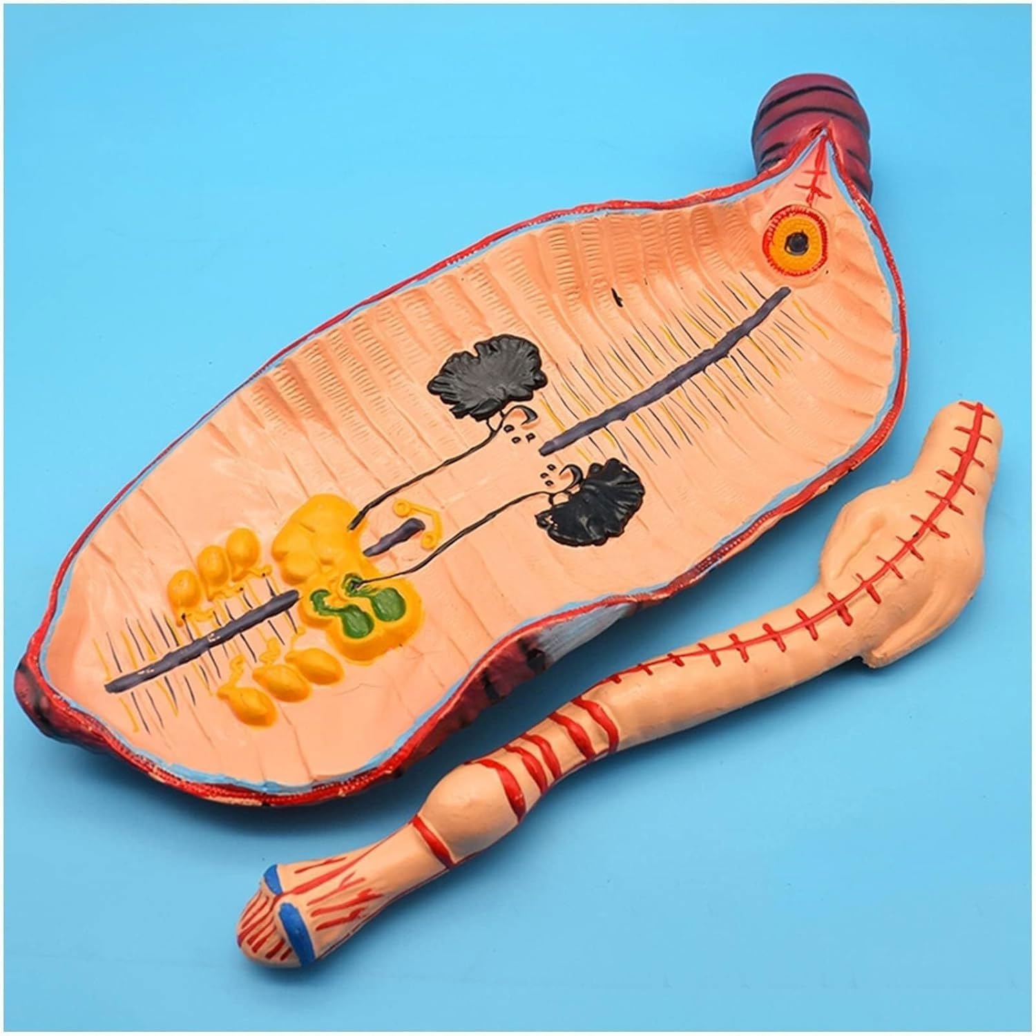 Modelo de anatomía de lombriz de Tierra, Modelo anatómico de invertebrados anélidos, Modelo Educativo for niños, Herramienta for Escuela de Medicina
