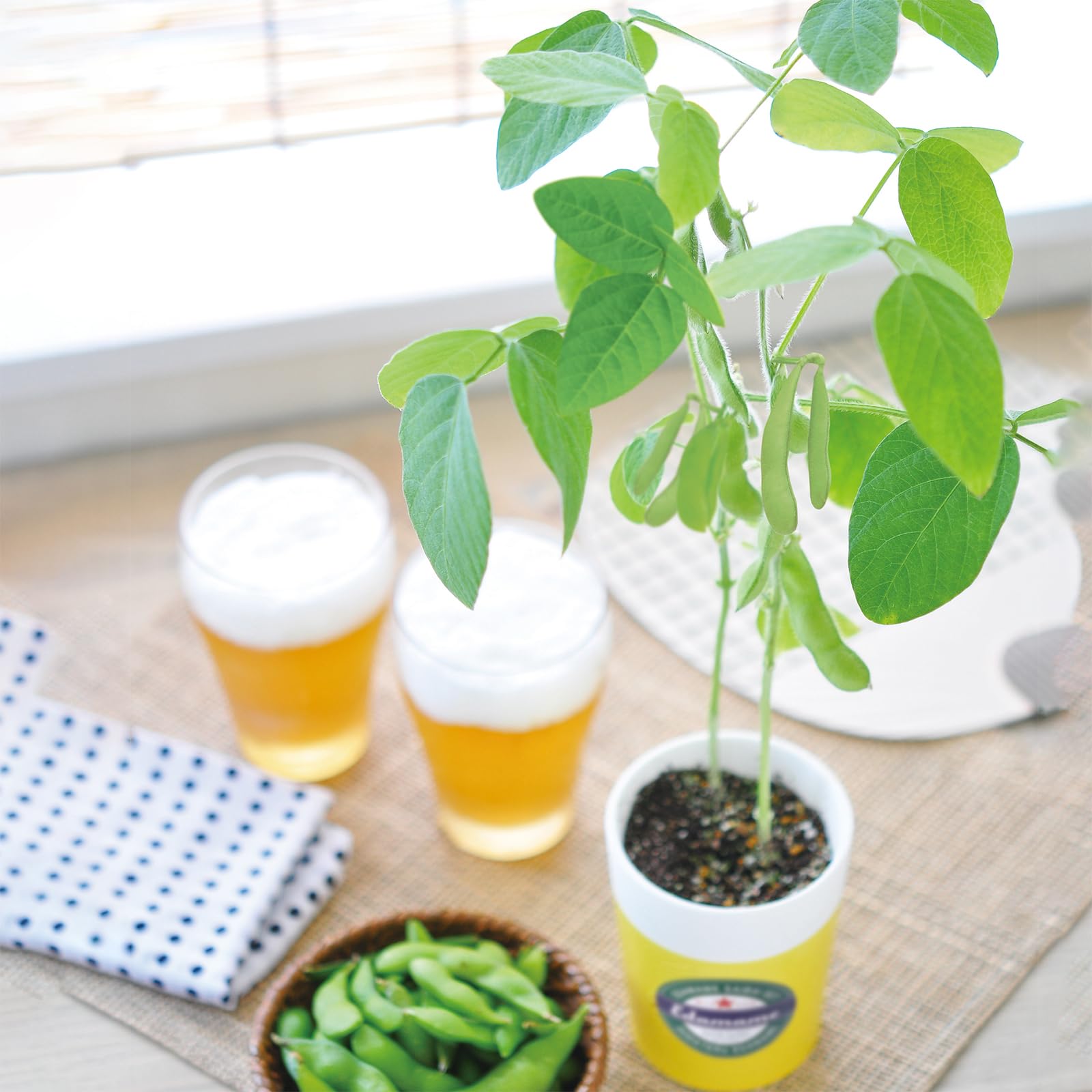 Amazon｜聖新陶芸 通年 家庭菜園 簡単 栽培キット えだまめ 野菜 栽培
