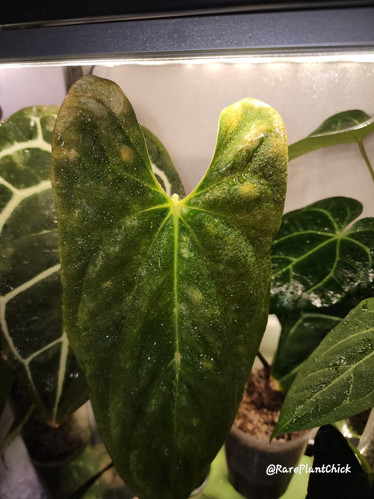 Nature's Good Guys did great, ladybugs did not.