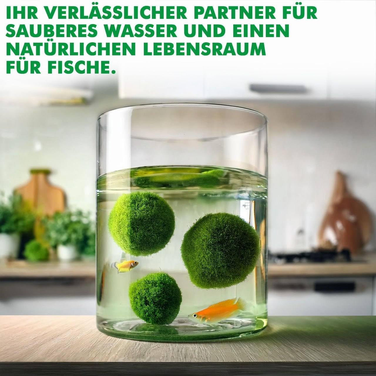 10 pezzi + 1 sfere di muschio per acquario, Cladophora aegagropila linneiae muschio, piante acquarie, muschio, decorazione per acquario, piante vere, marimo, moosball (2-3 cm)