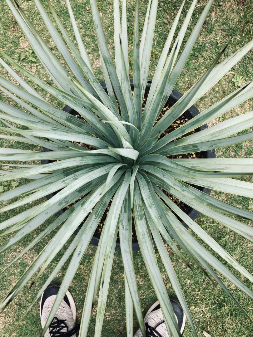 耐寒性ユッカロストラータ白太葉ハイブリッド美株◇アガベ南国ドライ