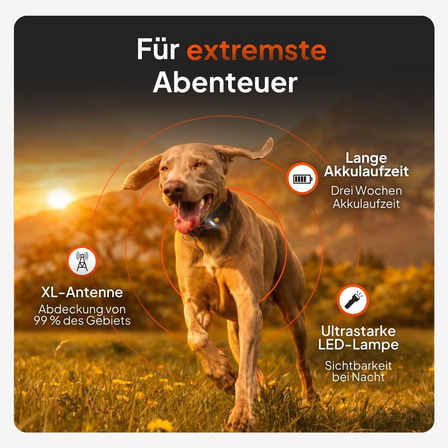 Weenect Hund XT - GPS-Tracker für Hunde Ohne Halsband | Wasserdicht | XL-Antenne | Unbegrenzte Reichweite Abonnement Erforderlich