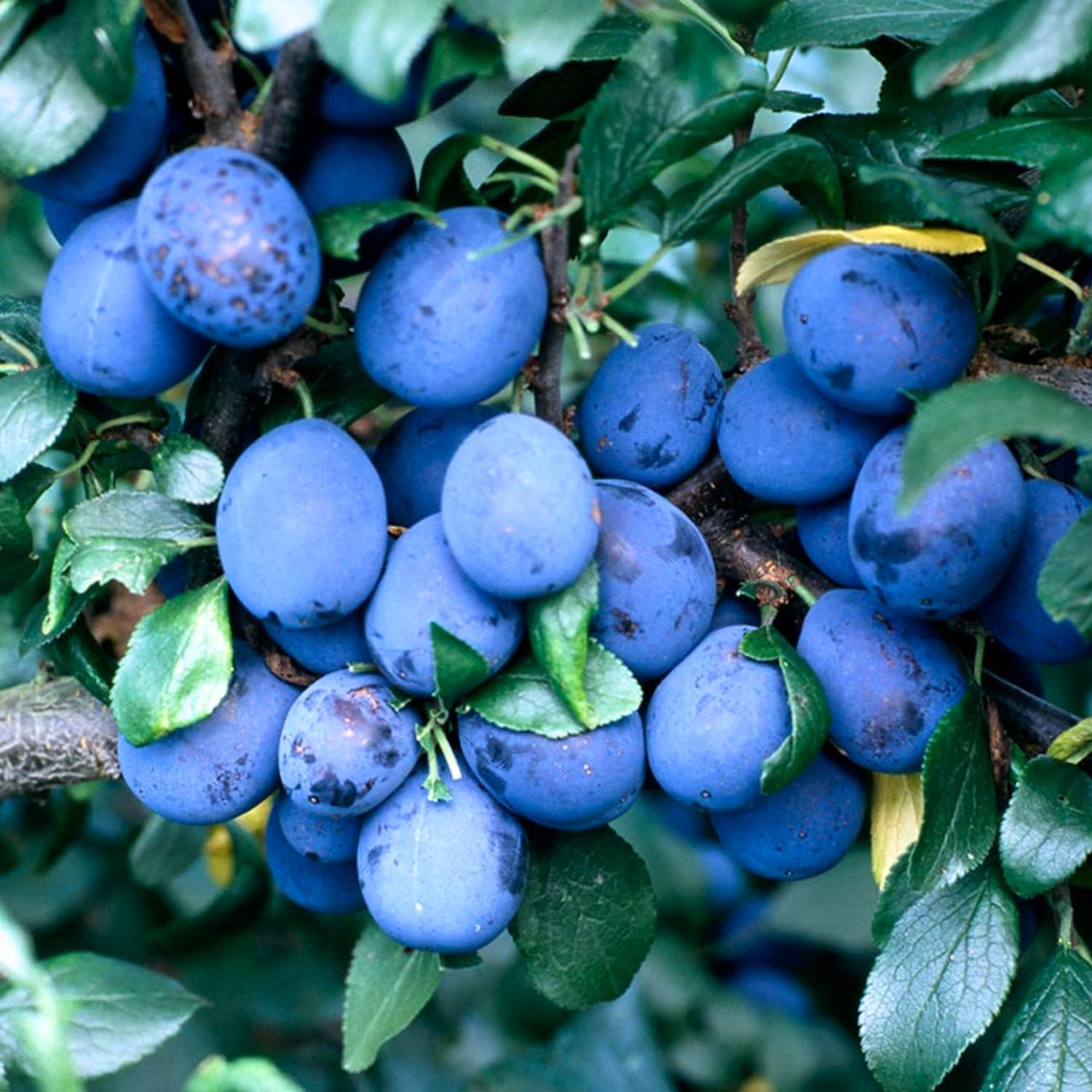 Dark Purple Plum Tree 6-15 Inch Tall, Hardy Plum Fruit Tree for Planting, Bareroot Dormant Fruit Tree for Outdoor Planting