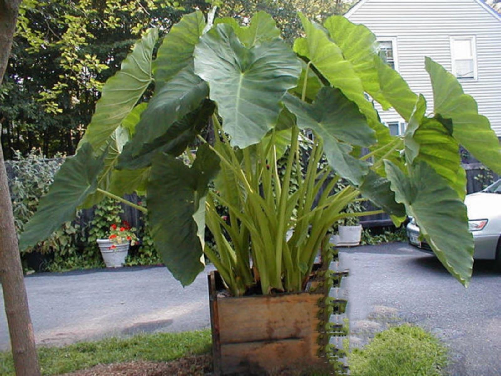 Elephant Ear/Strong Plants That Grow Well/Mix Golden Jade Carving Feels/Crop for Planting Now UK