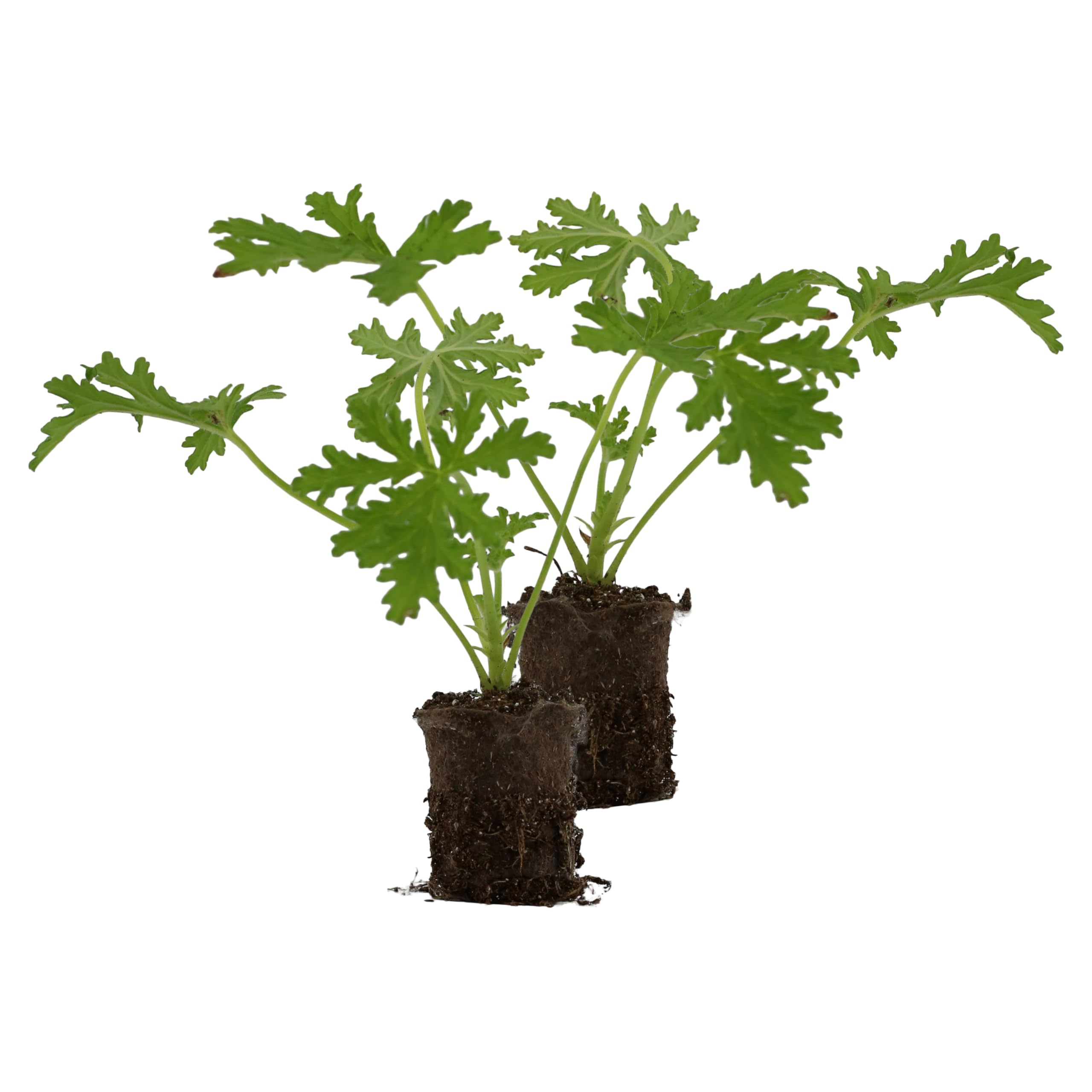Soil Sunrise 2-Pack Plugs