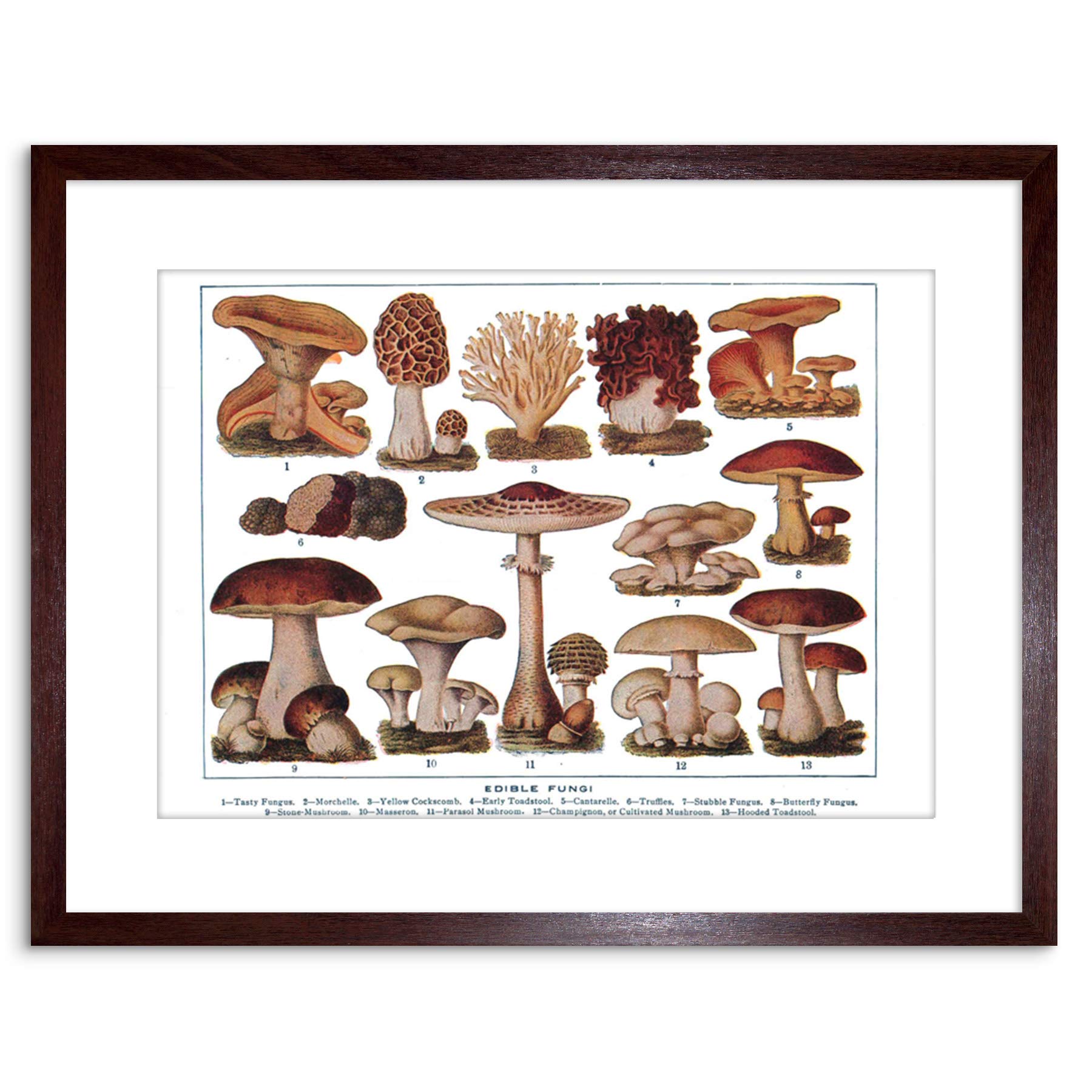 Wee Blue Coo Edible Fungi Mushrooms Scientific Plant Cm Framed Wall Art Print