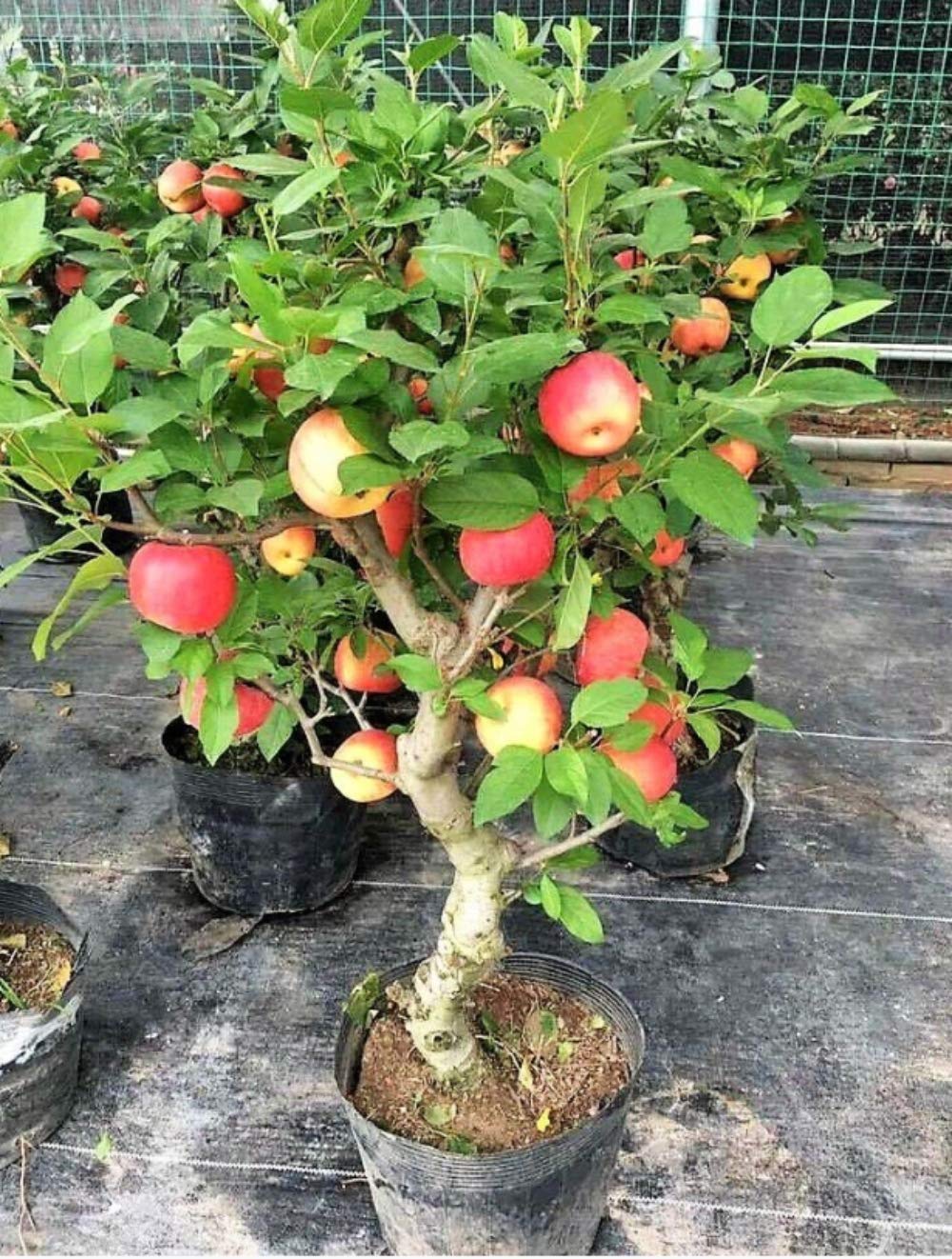 See full amazon price history chart for SHOP 360 GARDEN Malus domestica/Apple Fruit Seeds For Growing - Pack of 30 seeds SHOP 360 GARDEN Malus domestica/Apple Fruit Seeds For Growing - Pack of 30 seeds (B0858GVRLD) Amazon Price History, Amazon Price Tracker
