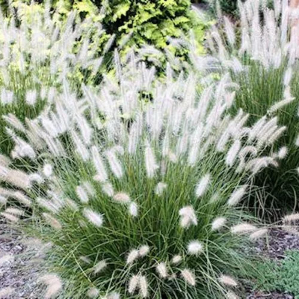 Dwarf White Fountain Grass