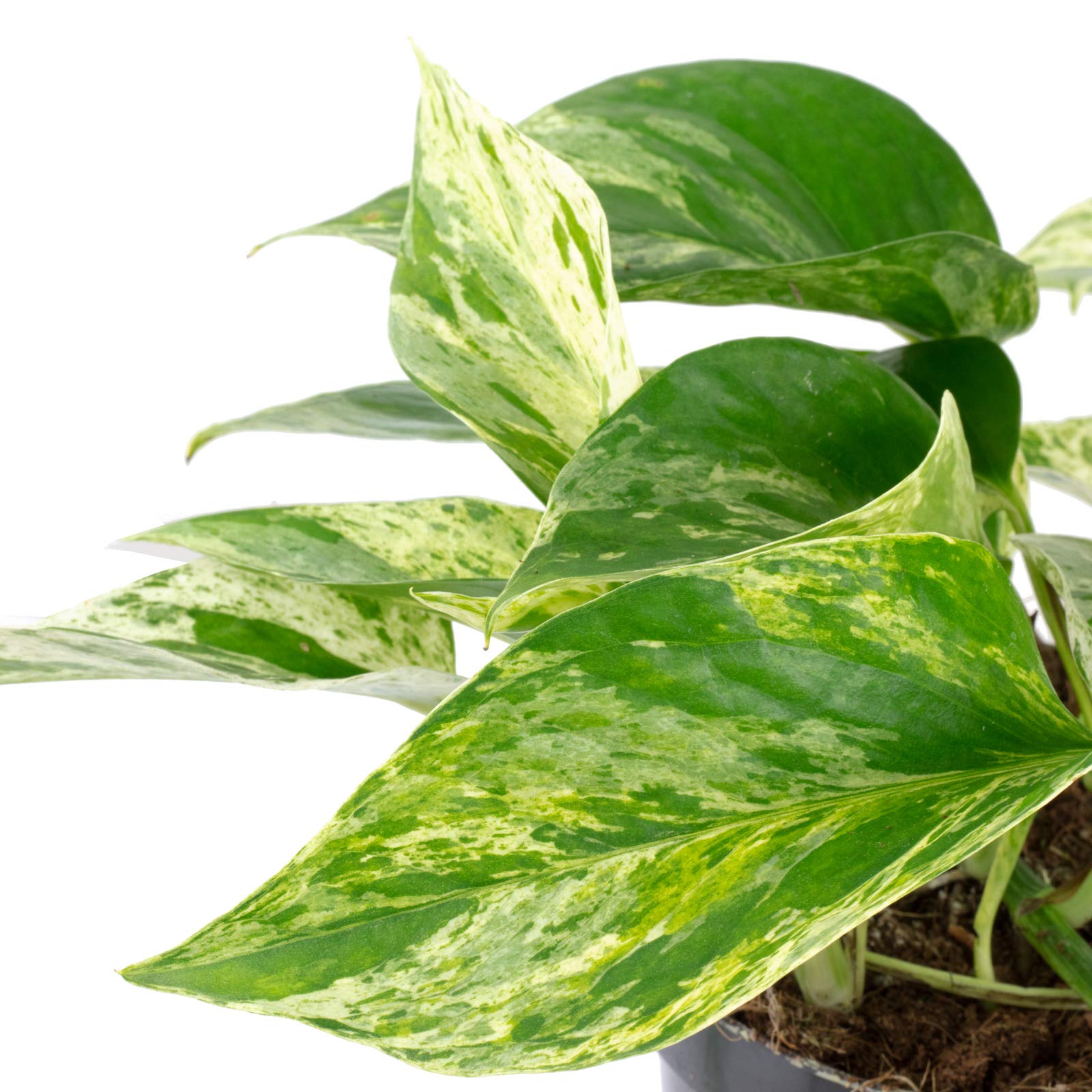 5er-Set Efeutute - echte Zimmerpflanze, Epipremnum aureum - Höhe ca. 15 cm, Topf-Ø 12 cm